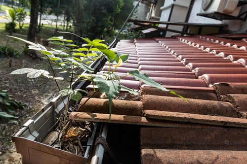 How Often Should You Clean Your Gutters in Upstate New York?